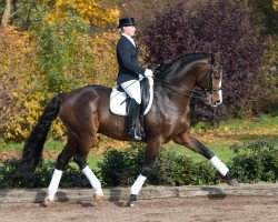 stallion Fürst Grandios (Oldenburg, 2002, from Fürst Heinrich)