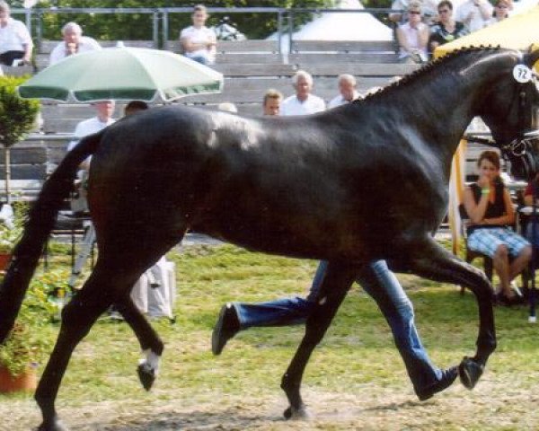 broodmare La-Luna (Westphalian, 2003, from Lancer III)