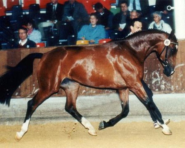 broodmare Piroschka (Westphalian, 1991, from Pilot)