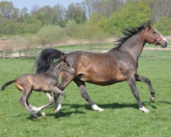broodmare Full Speed (Westphalian, 1993, from Funkenspiel)