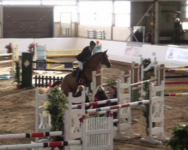 jumper Copabella Cadiz (Australian Wamblood, 2005, from Chin Chin)