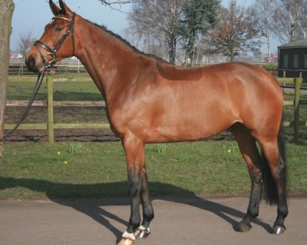 jumper Fielana (Hanoverian, 2003, from Fielmann)