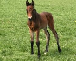 jumper Donna Frederica (Hanoverian, 2007, from Don Frederico)