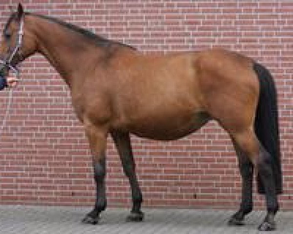 broodmare Ratina VIII (Holsteiner, 2001, from Calando I) broodmare Ratina VIII (Holsteiner, 2001, from Calando I)