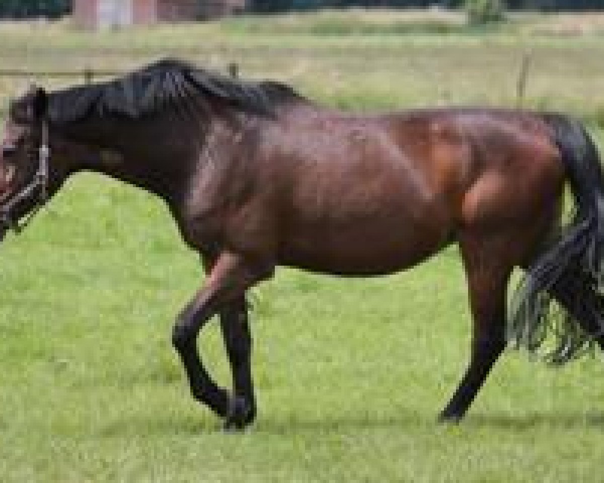 broodmare Elektra VII (Holsteiner, 1990, from Lancer II)
