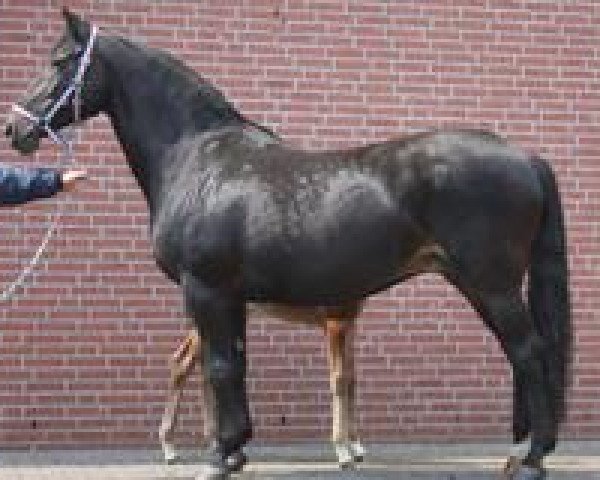 Zuchtstute Deborah (Holsteiner, 1989, von Calypso I) Zuchtstute Deborah (Holsteiner, 1989, von Calypso I)