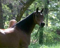 broodmare Belle Staar 1990 EAO (Arabian purebred, 1990, from The Minstril 1984 EAO)