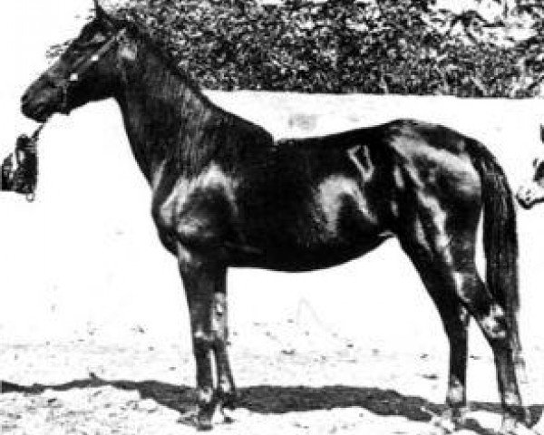 broodmare Gazia 1897 RAS (Arabian purebred, 1897, from Ibn Nura 1876 RAS)