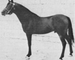 stallion Ibn Fayda 1927 RAS (Arabian purebred, 1927, from Ibn Rabdan 1917 RAS)