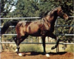 Deckhengst Ibn Hafiza 1959 EAO (Vollblutaraber, 1959, von Sameh 1945 RAS)