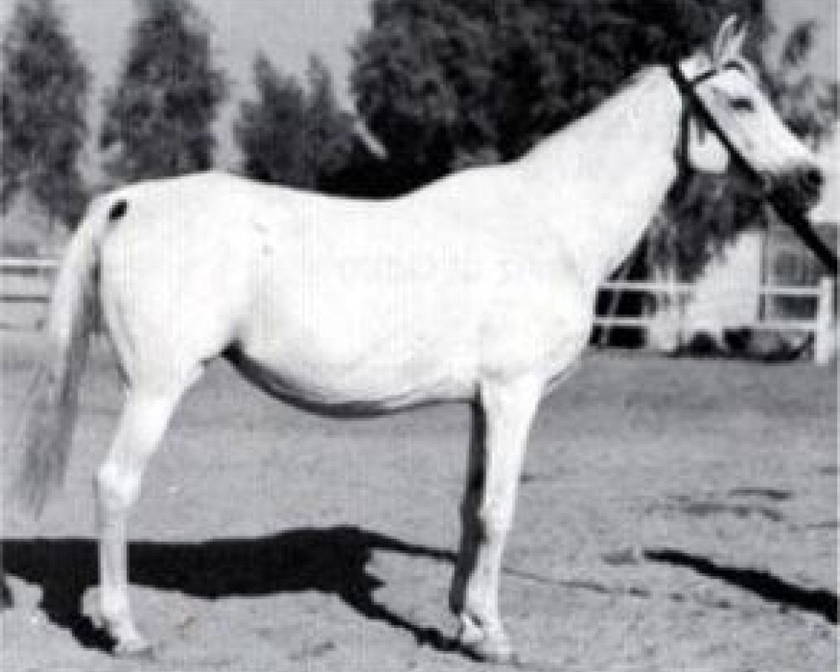 broodmare Gharbawia 1951 RAS (Arabian purebred, 1951, from Hamdan 1936 RAS)
