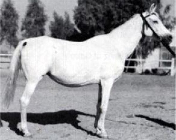 broodmare Gharbawia 1951 RAS (Arabian purebred, 1951, from Hamdan 1936 RAS)
