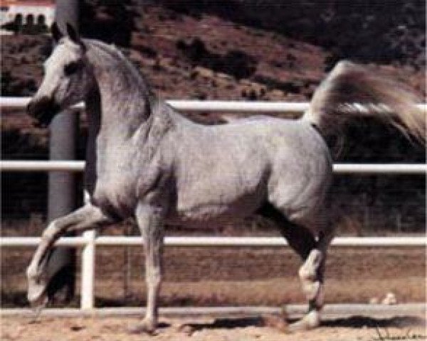 stallion Zaghloul 1963 EAO (Arabian purebred, 1963, from Gassir 1941 RAS)