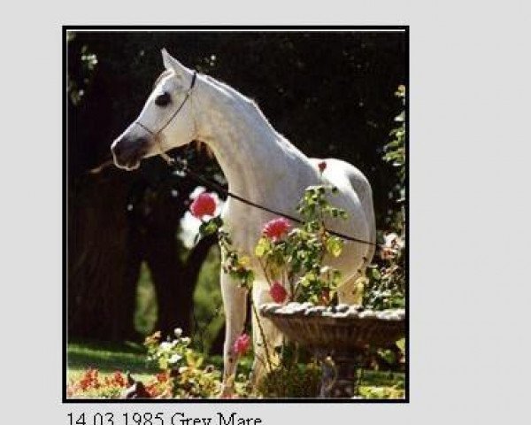 broodmare AK Amiri Asmarr 1985 ox (Arabian purebred, 1985, from The Egyptian Prince 1967 ox)