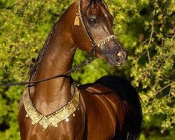 stallion Thee Desperado 1989 EAO (Arabian purebred, 1989, from The Minstril 1984 EAO)