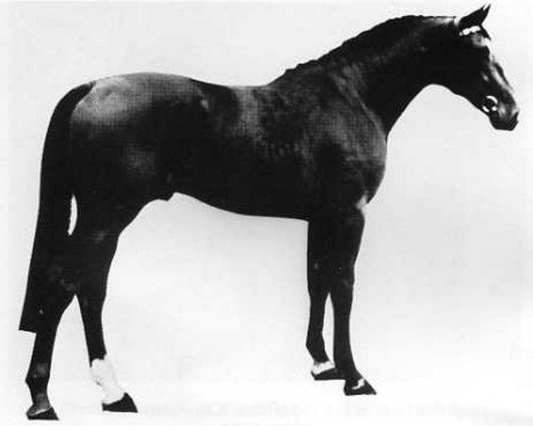 stallion Wildfeuer (Holsteiner, 1970, from Waterman)