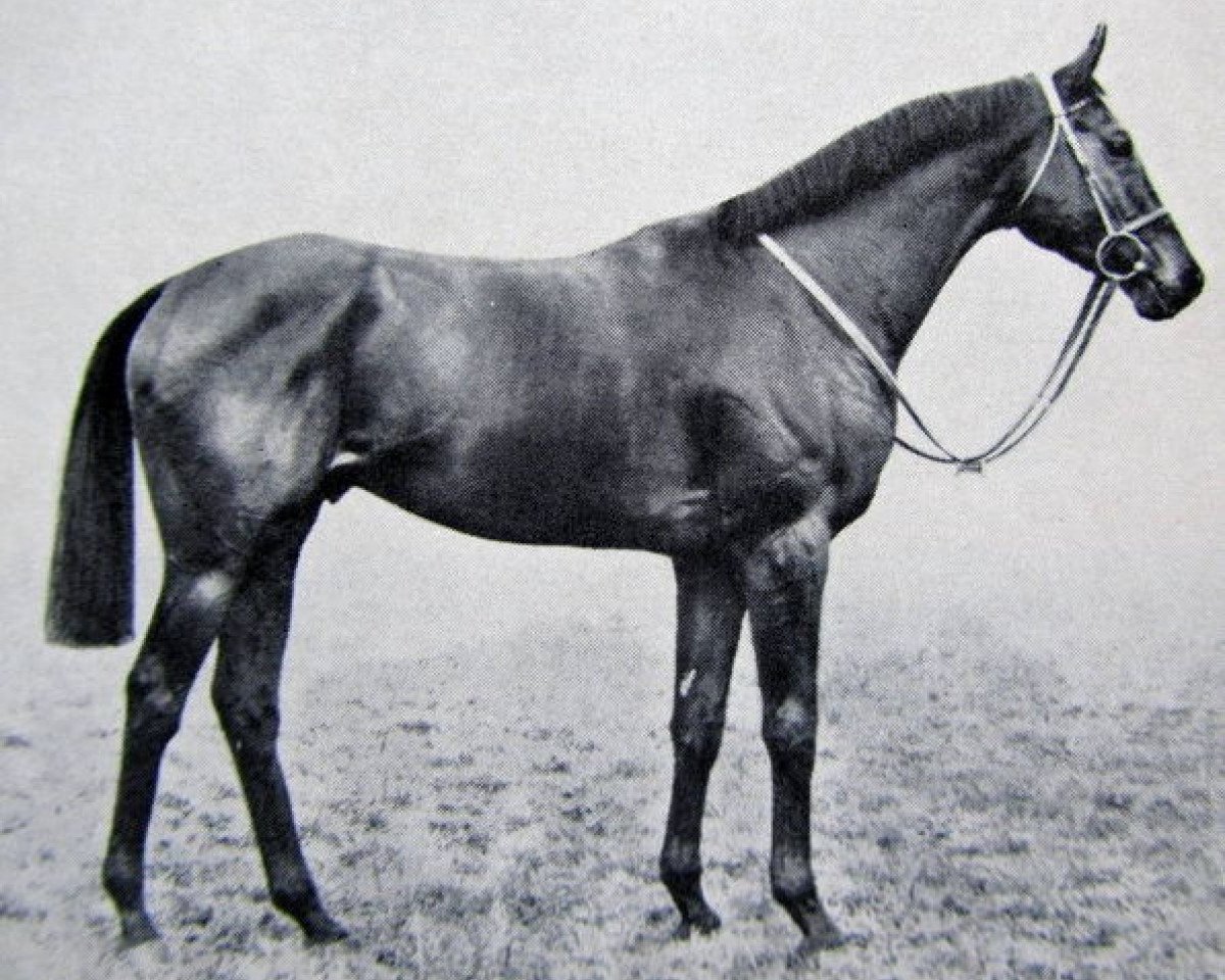 stallion Santa Claus xx (Thoroughbred, 1961, from Chamossaire xx)