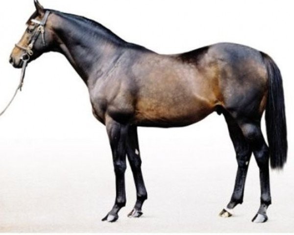 stallion Singspiel xx (Thoroughbred, 1992, from In The Wings xx)