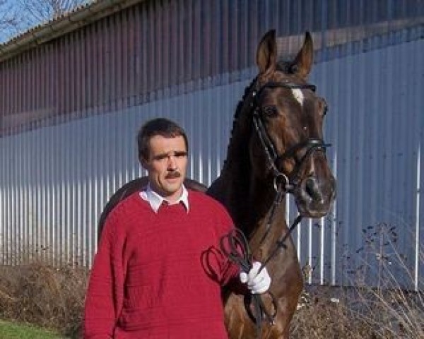stallion Syndikat (Oldenburg, 1988, from Strohmann xx)