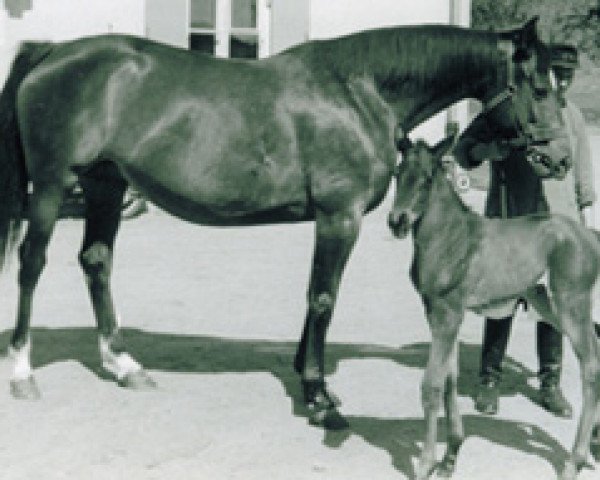 Zuchtstute Wachau (Trakehner, 1953, von Semper idem 3947)