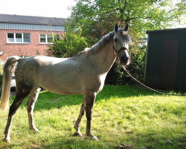 jumper Da Capo (German Riding Pony, 1999, from Hondsrug Don Gregory)