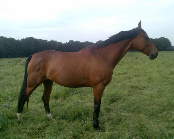 broodmare Pamina W. (Rhinelander, 1995, from Pacco II)