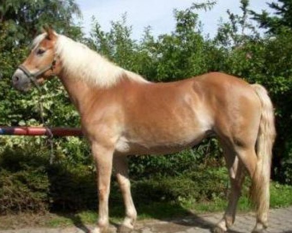 broodmare Nika (3,52% ox) (Edelbluthaflinger, 2002, from Noble-Dancer)