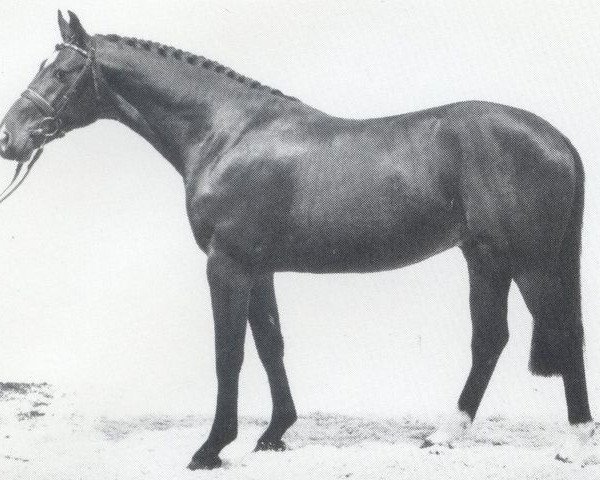 Deckhengst Ligorett (Holsteiner, 1986, von Lord) Deckhengst Ligorett (Holsteiner, 1986, von Lord)