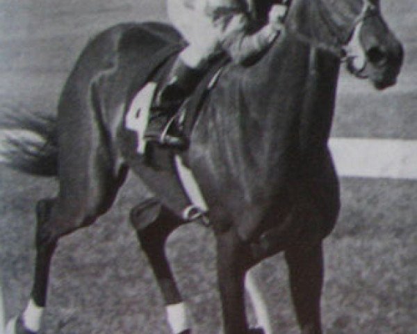 Zuchtstute Lassie Dear xx (Englisches Vollblut, 1974, von Buckpasser xx)