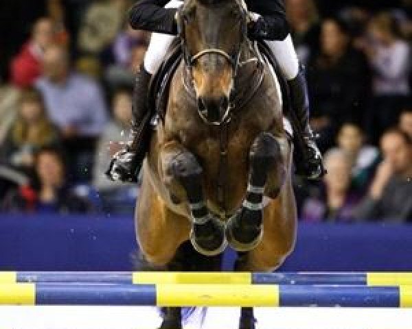 Springpferd Wervel Wind (KWPN (Niederländisches Warmblut), 2003, von Cantos)