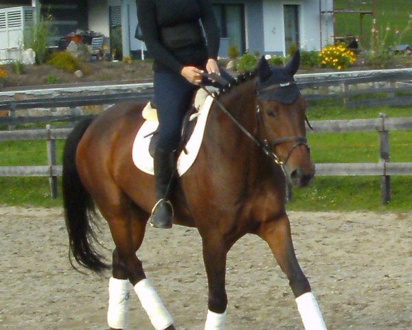 horse Canoa C (Hessian Warmblood, 1997, from Lone Star)