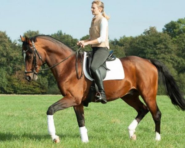 stallion Graf Entree (Rhinelander, 1998, from Gamblers Star)
