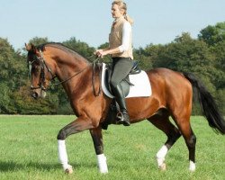 stallion Graf Entree (Rhinelander, 1998, from Gamblers Star)