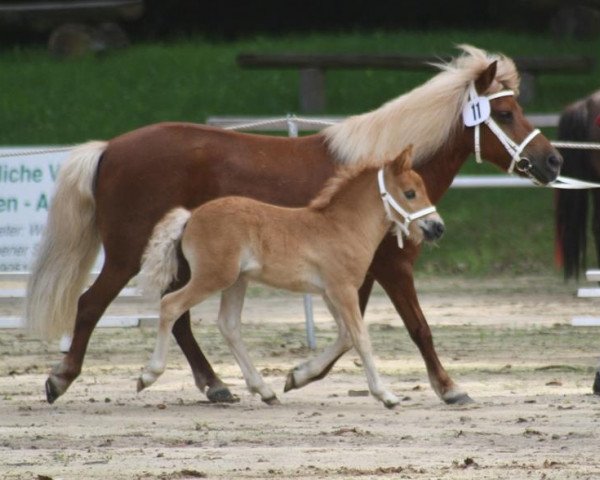 horse Maro (Shetland Pony, 2012, from Mister Milano PrH*)
