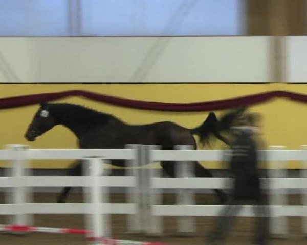 broodmare Curly B (Württemberger, 2008, from Cristo)