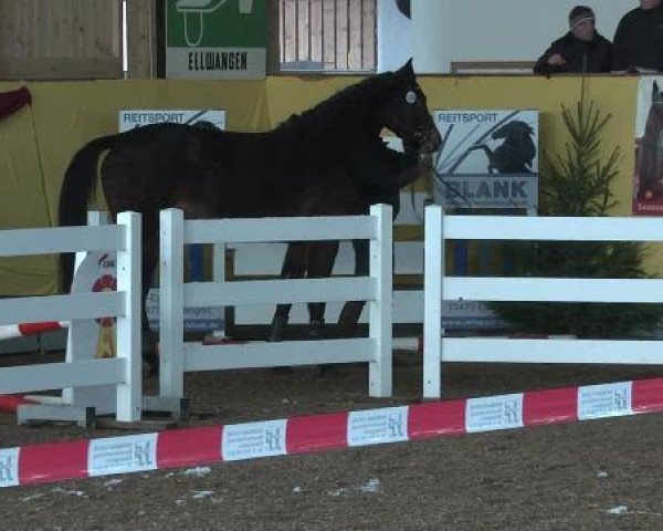 horse Samanta (Württemberger, 2009, from Singulord Joter)
