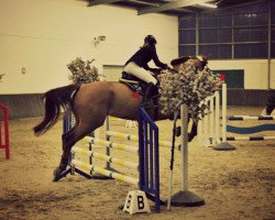 Dressurpferd Tresor des Barrieres (Belgisches Warmblut, 2003)