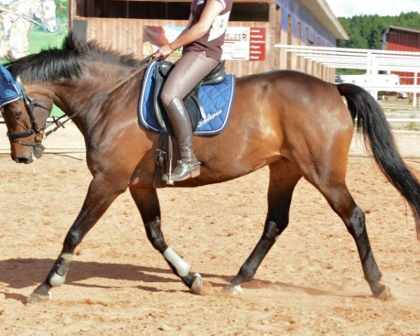 broodmare Lalic (Zweibrücken, 1996, from Lord Calando)