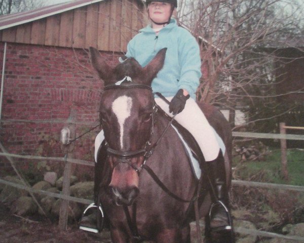 broodmare Park's Maja (New Forest Pony, 1987, from Maestoso)
