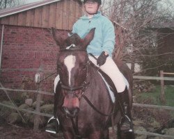 Zuchtstute Park's Maja (New-Forest-Pony, 1987, von Maestoso)