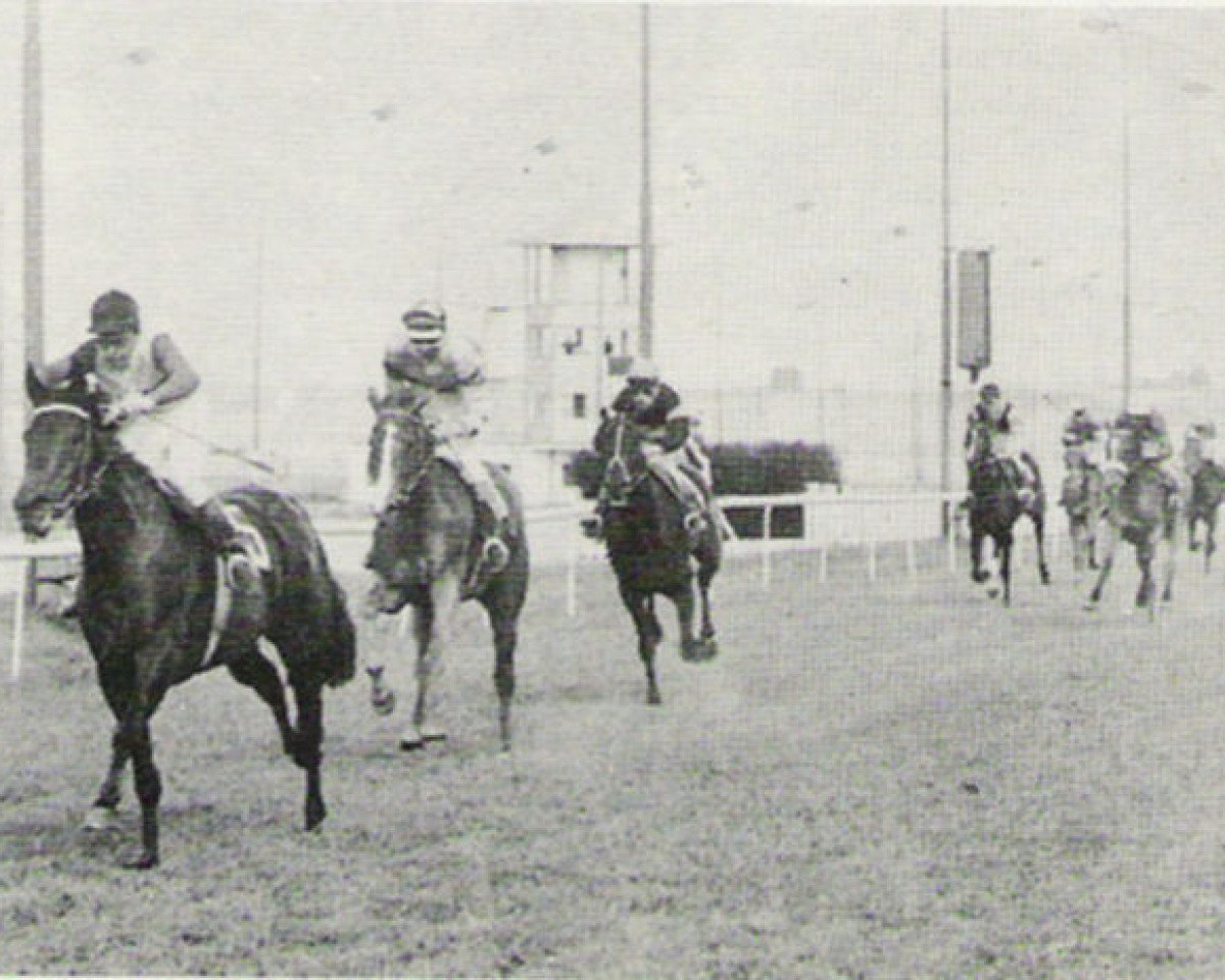 broodmare Manie xx (Thoroughbred, 1964, from Carnoustie xx)