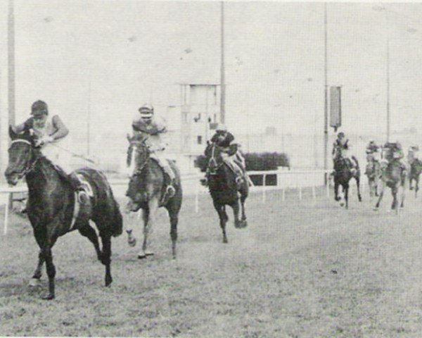 broodmare Manie xx (Thoroughbred, 1964, from Carnoustie xx)
