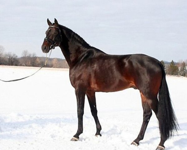 Deckhengst Luberon (Oldenburger, 1998, von Landor S)