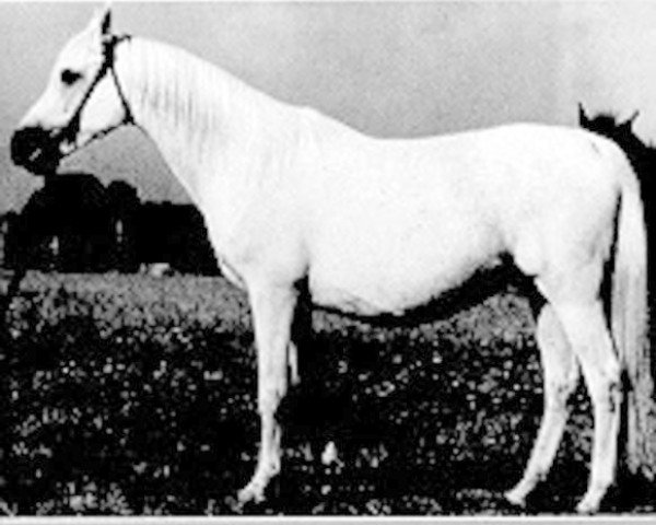 broodmare Balalajka ox (Arabian purebred, 1941, from Amurath Sahib 1932 ox)
