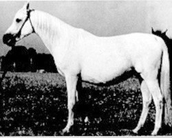 broodmare Balalajka ox (Arabian purebred, 1941, from Amurath Sahib 1932 ox)