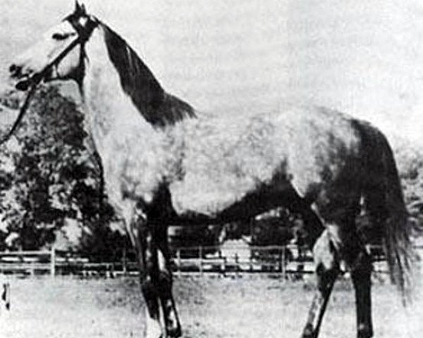 stallion Banio ox (Arabian purebred, 1951, from Witraz 1938 ox)