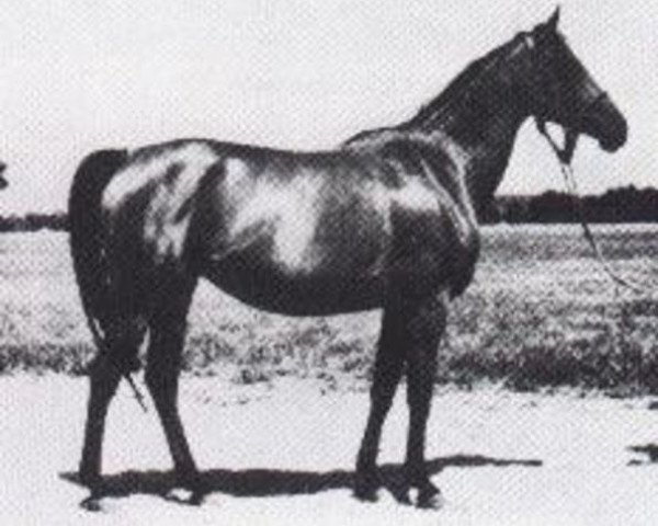 broodmare Sekwana ox (Arabian purebred, 1959, from Banio ox)