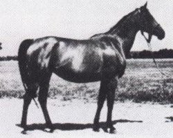 broodmare Sekwana ox (Arabian purebred, 1959, from Banio ox)