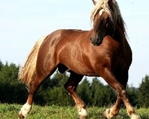 stallion Vigo (South German draft horse, 2002, from Vandino) stallion Vigo (South German draft horse, 2002, from Vandino)