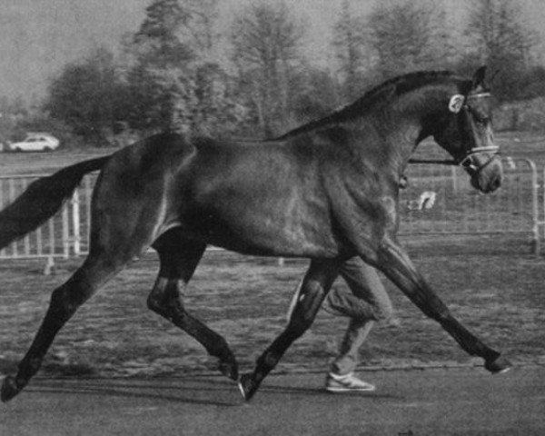 Deckhengst Aurel (Holsteiner, 1984, von Ahorn Z)